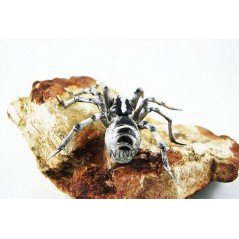 Figurine Tarentule Papo