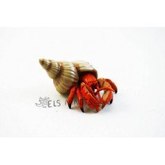 Figurine Bernard l'Hermite