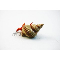 Figura Cangrejo Ermitaño Papo