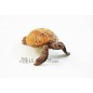 Figura Tortuga Marina Schleich