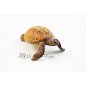 Figura Tortuga Marina Schleich